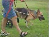 German Shepherd Survives Train Collision with Dog Wheelchair