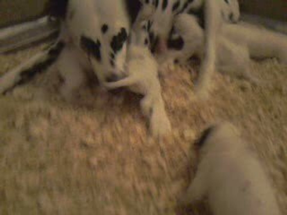 Chiots dalmatien de 16 jours