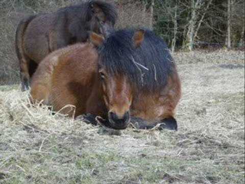 Les poneys du centre équestre de la Brasserie