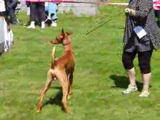 Ch Antefa´s Rekhmire, Pharaoh history