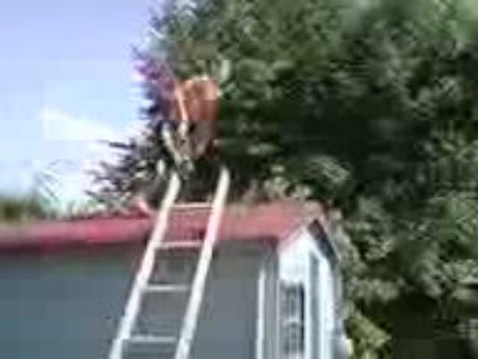 SAUT