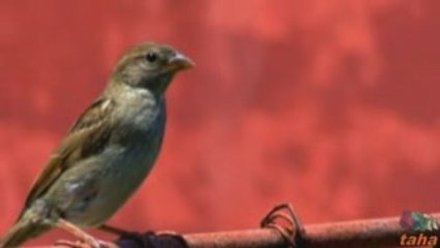 Konma Bülbül Konma Nergiz Dalina - tahapinar.com