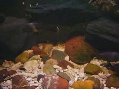 Duboisi, Yunus ve Sarıprenses