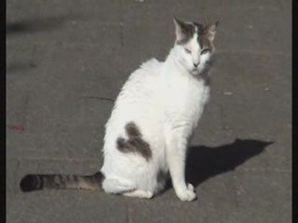 A LA RECHERCHE DE MOLIVOS...