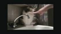 Thirsty Kitty Maggy in HD - Drinking Water