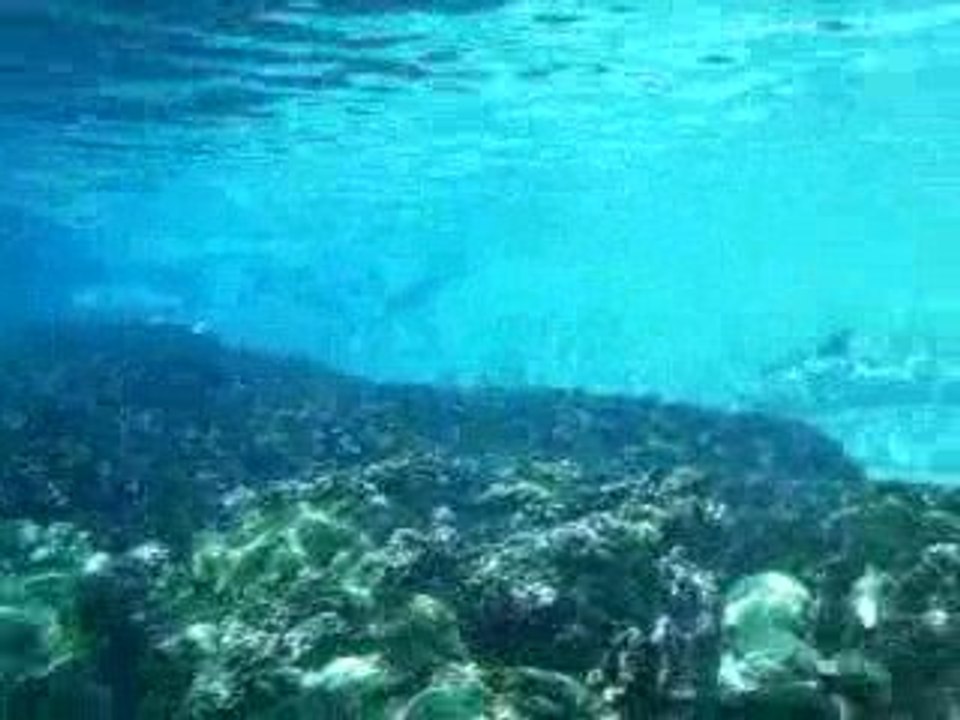 Dolphins - SeaWorld Orlando FL