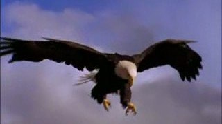 Eagle