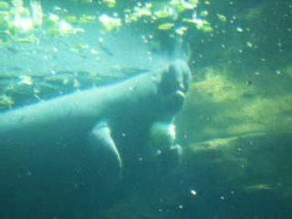 Manatees - SeaWorld Orlando