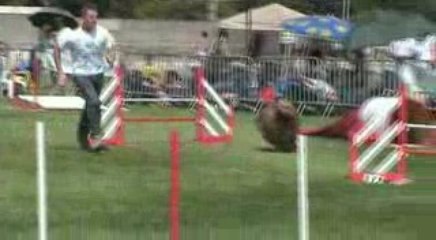 Trophée agility par equipe Montelimar 2009