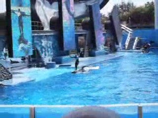 Orques - SeaWorld Orlando FL 2