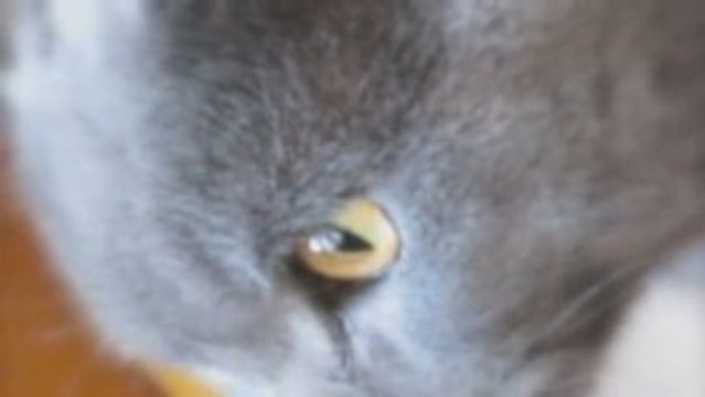 /Users/didiersimplot/Music/iTunes/iTunes Music/Movies/goelan