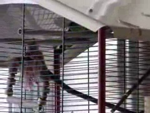 Tino et Tina Perruches Catherine