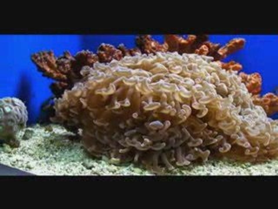Nouvelle-Calédonie : Aquarium de Nouméa