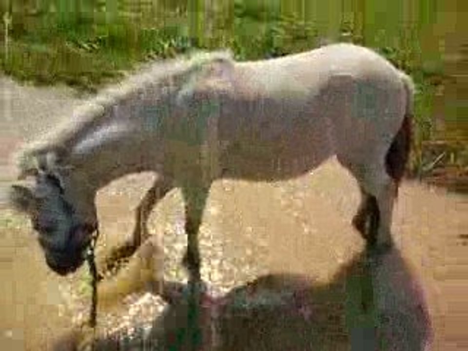 Ulysse et une flaque d'eau