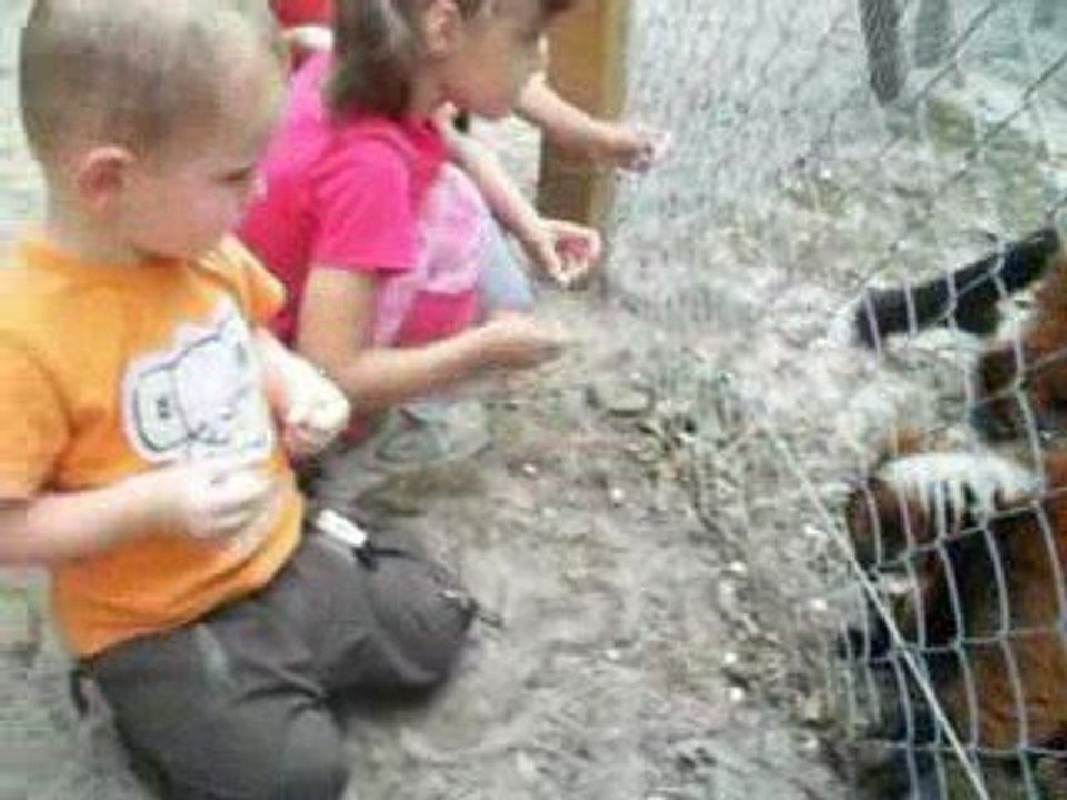 jojo au zoo des landes