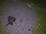 Caretta Caretta Yavruları Denizle Buluştu