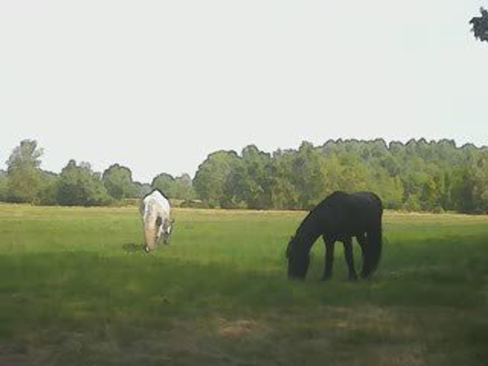 Brus et bella au pré