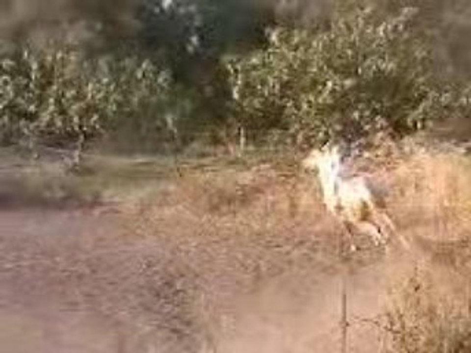 cheval arabe au galop