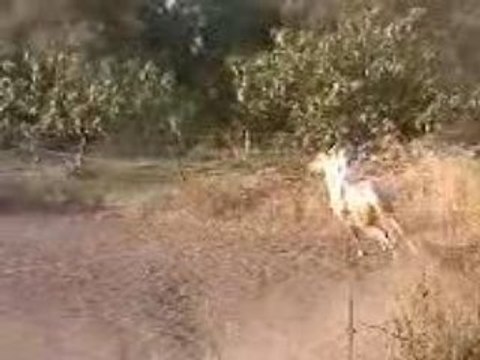 cheval arabe au galop