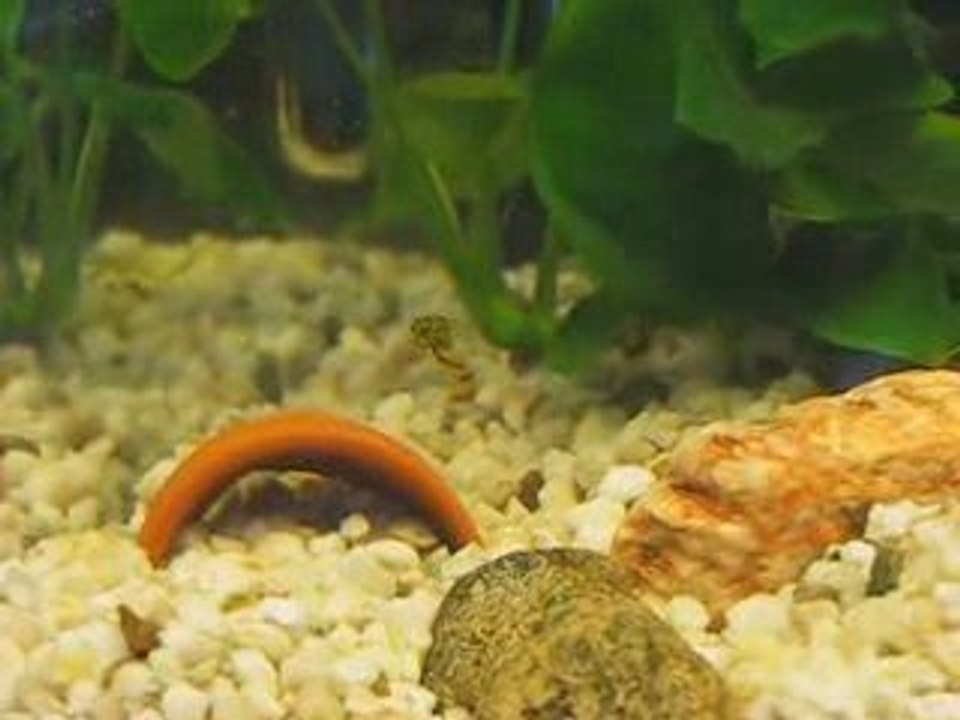 Dwarf Puffer 2