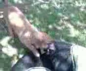 eros du feu de wotan le 10 aout 2009 (2mois) partie numero2