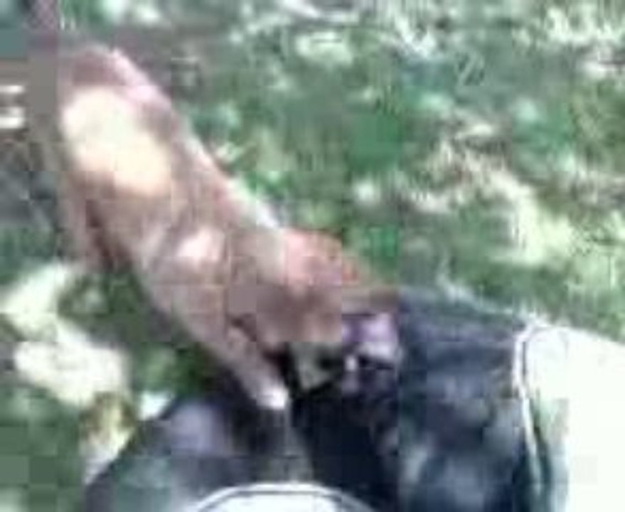 eros du feu de wotan le 10 aout 2009 (2mois) partie numero2