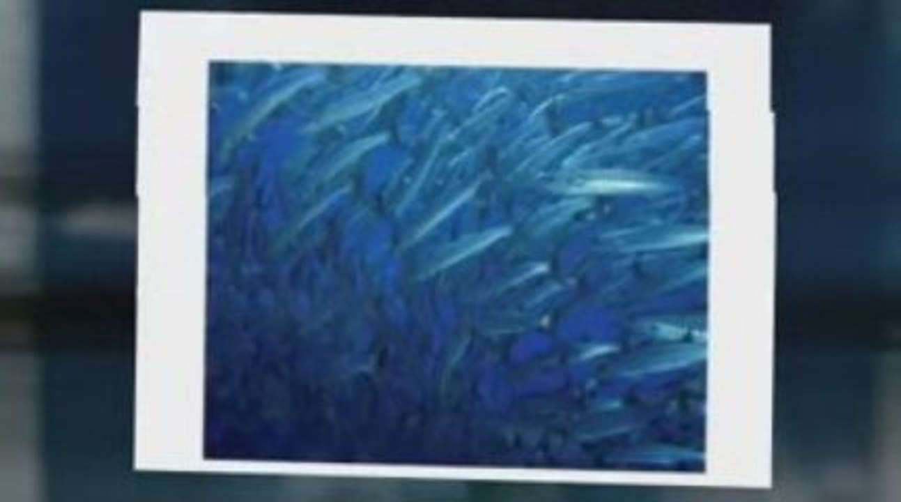 Safest Omega 3 DHA soft gel fish oil capsules - Hoki Fish