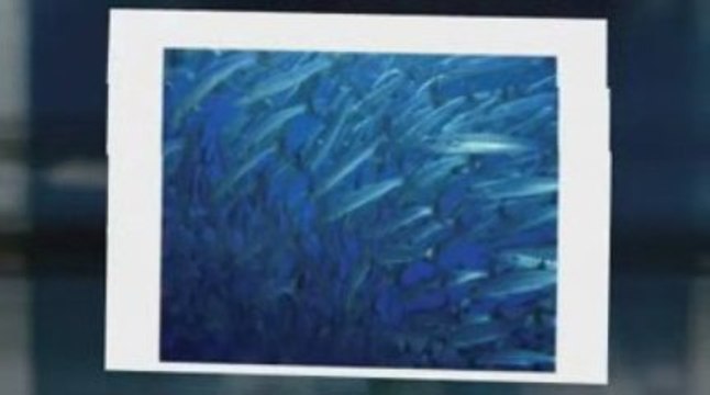 Safest Omega 3 DHA soft gel fish oil capsules - Hoki Fish