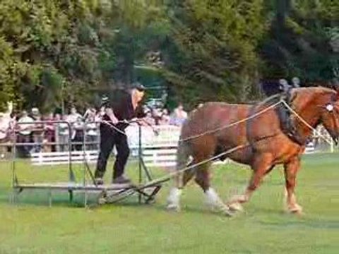 cheval breton mania à la voix mondial conty