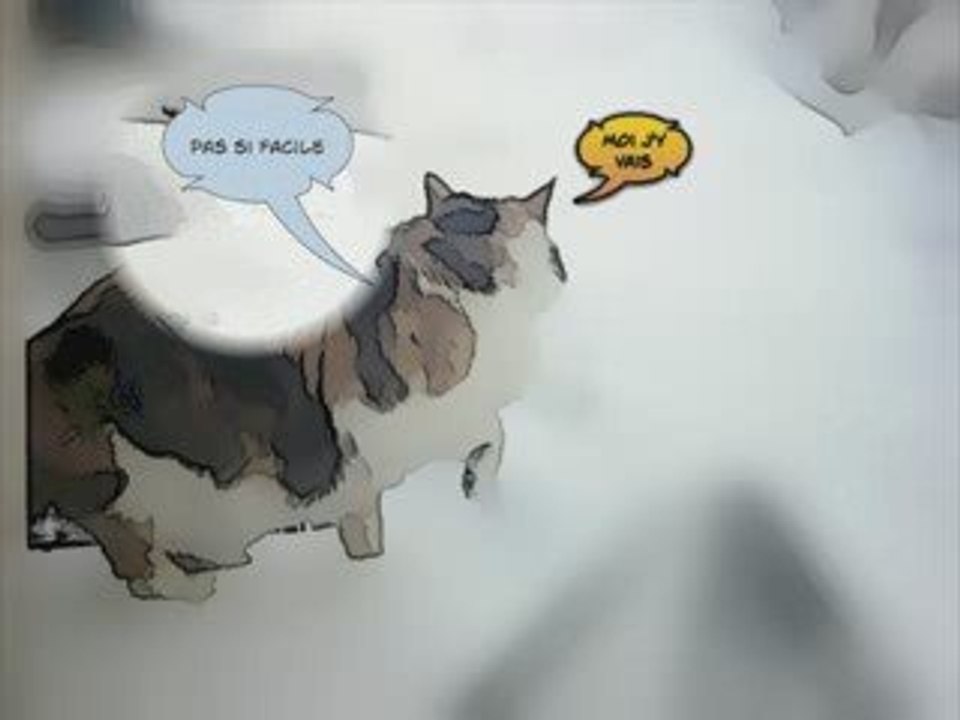 BD des Chats