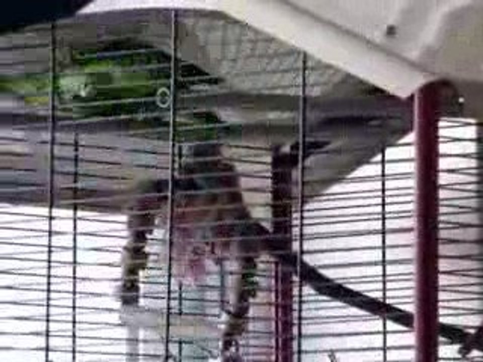 Tino et Tina Perruches Catherine