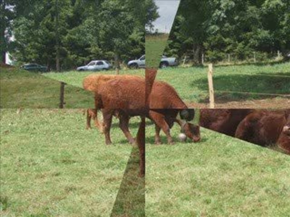 Montgreleix Aiguade 2009 - Elevage Fournier