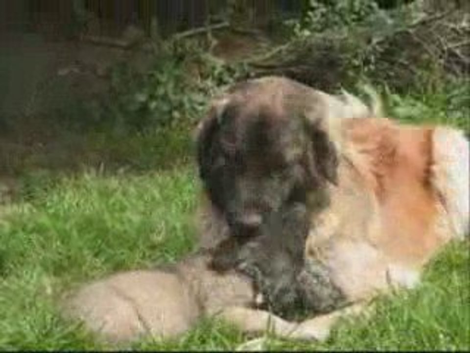 Leonberg Carmen et les chics bébés