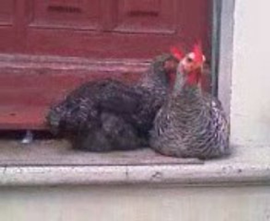 VIDCocoCoquelicotFifi1