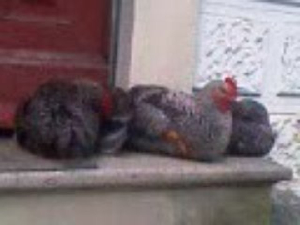 VIDCocoCoquelicotFifi2