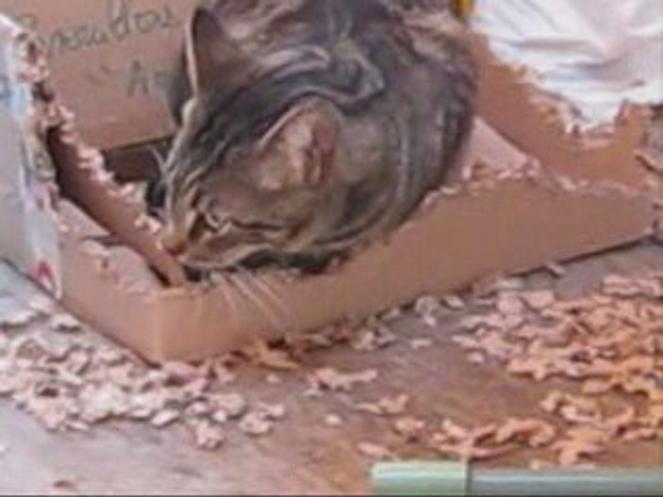 Oscar et Médor dans : La guerre du carton.