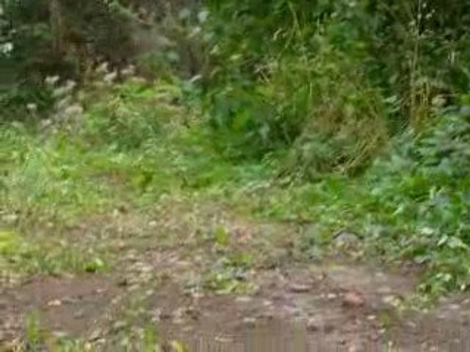 petite vidéo de bambam avant panne