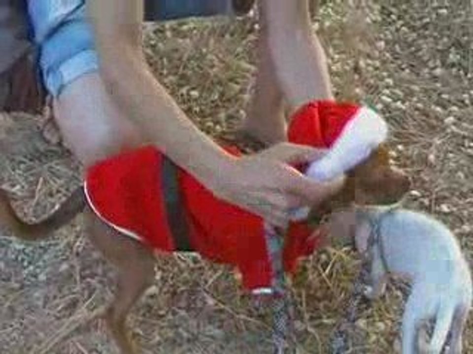 vétement pour chien manteau chaud de Noel de SAINTEPROMOS