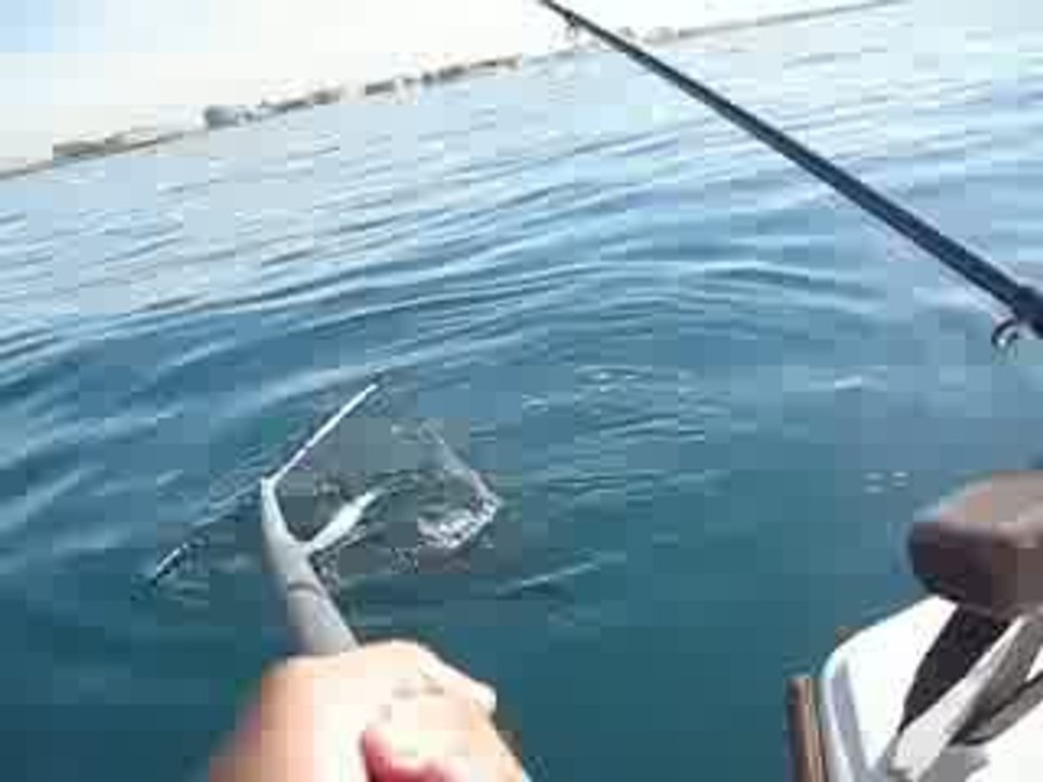 Pêche daurade royale