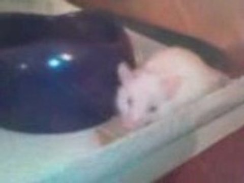 Ma souris Falomi qui prend son repas dans sa villa ! :-D