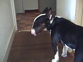 mon bull terrier a 8 mois