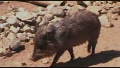 Desert Splendor Part 1