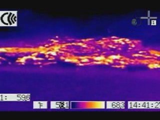 Shark After Dark: Great White Attack