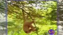 The funny monkey and the hunger tigers