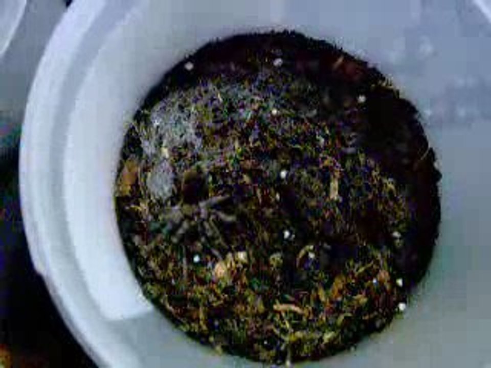 Chaetopelma concolor mating -2-