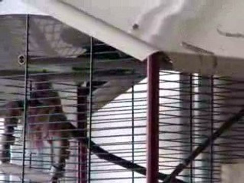 Notre couple de perruches Catherine