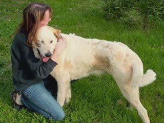 avant-après sauvetages Galgos France