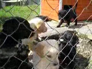 bébés de Chana à 5 semaines