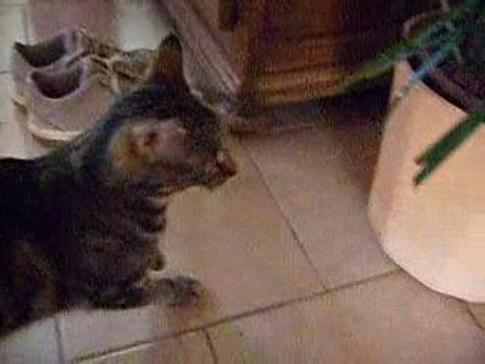 Praline 2 ans  à adopter par Ta Patte sur mon Coeur