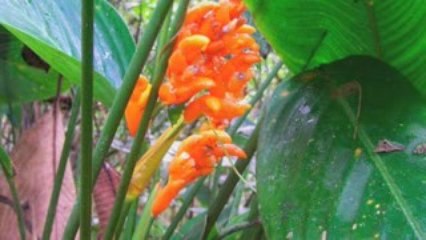 Ecologia en Cali Colombia